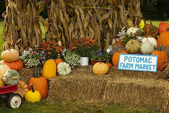 Pumpkin Pop Up at Potomac Farm Market
